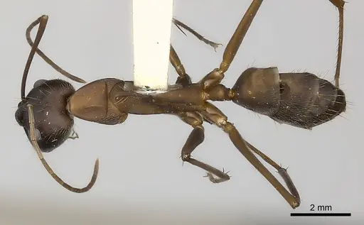 Camponotus amoris specimen CASENT0217604 image casent0217604_1