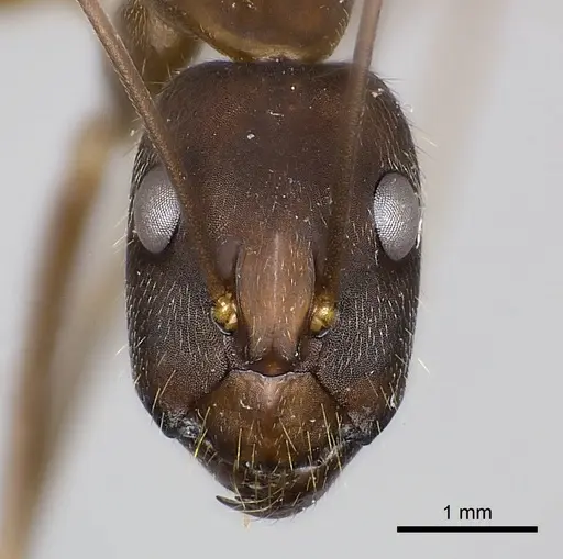 Camponotus amoris specimen CASENT0217604 image casent0217604_2