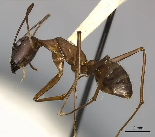 Camponotus amoris specimen CASENT0217604 image casent0217604_3