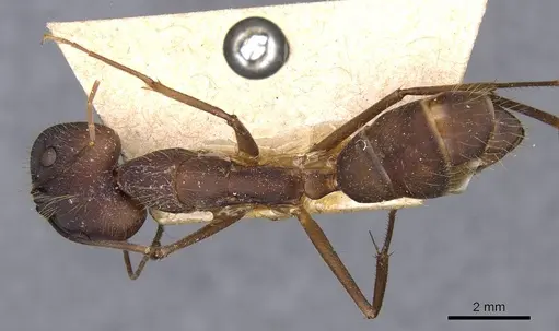 Camponotus amoris specimen CASENT0910029 image casent0910029_1