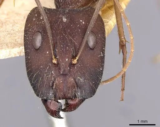 Camponotus amoris specimen CASENT0910029 image casent0910029_2