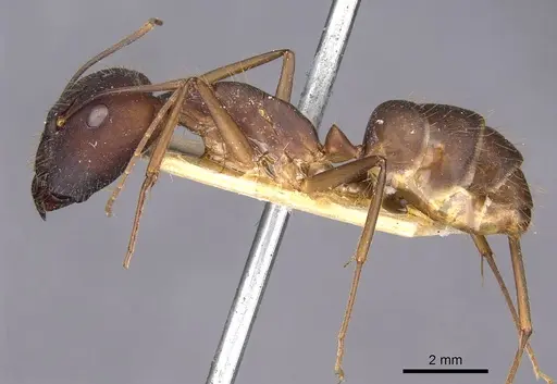 Camponotus amoris specimen CASENT0910029 image casent0910029_3