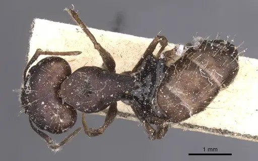 Camponotus amoris specimen CASENT0913694 image casent0913694_1