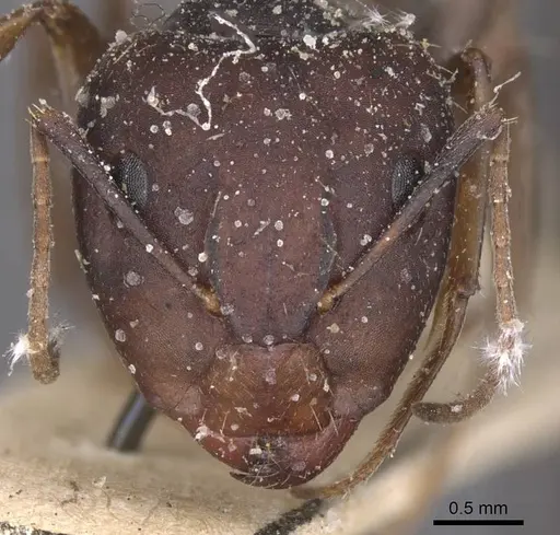 Camponotus amoris specimen CASENT0913694 image casent0913694_2