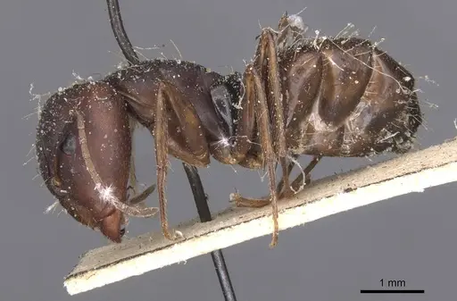 Camponotus amoris specimen CASENT0913694 image casent0913694_3