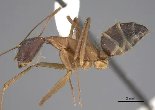 Camponotus amoris specimen CASENT0923513 image casent0923513_1