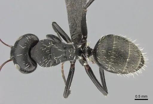 Camponotus amphidus specimen CASENT0235415 image casent0235415_1