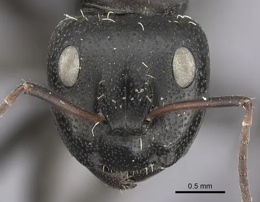 Camponotus amphidus specimen CASENT0235415 image casent0235415_2