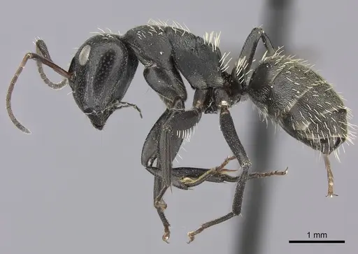 Camponotus amphidus specimen CASENT0235415 image casent0235415_3