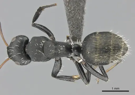 Camponotus amphidus specimen CASENT0235416 image casent0235416_1
