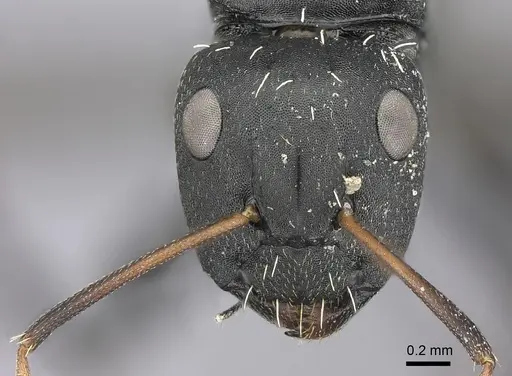 Camponotus amphidus specimen CASENT0235416 image casent0235416_2