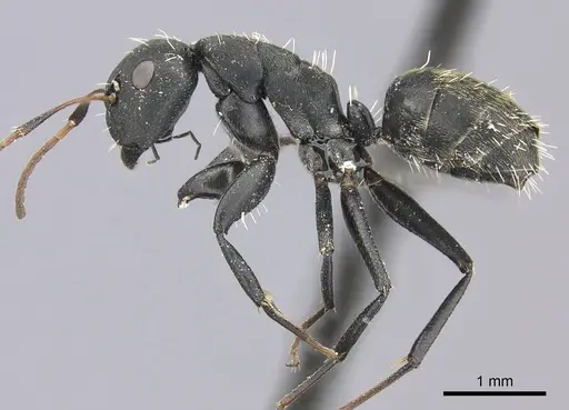 Camponotus amphidus specimen CASENT0235416 image casent0235416_3