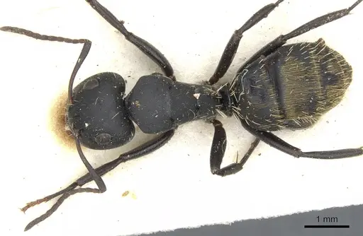 Camponotus amphidus specimen CASENT0903484 image casent0903484_1