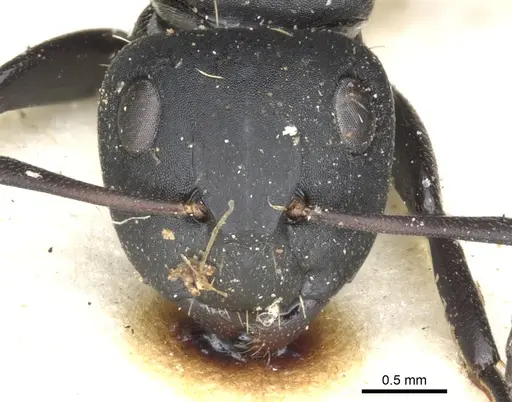 Camponotus amphidus specimen CASENT0903484 image casent0903484_2