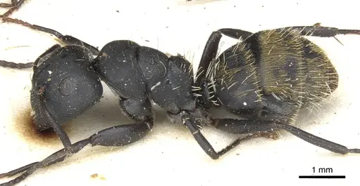 Camponotus amphidus specimen CASENT0903484 image casent0903484_3