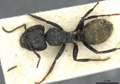 Camponotus amphidus specimen CASENT0911714 image casent0911714_1