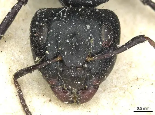 Camponotus amphidus specimen CASENT0911714 image casent0911714_2