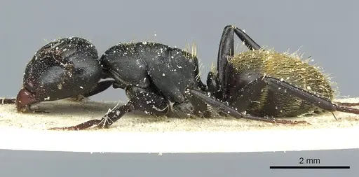 Camponotus amphidus specimen CASENT0911714 image casent0911714_3
