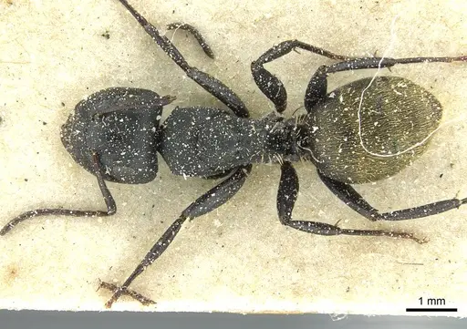 Camponotus amphidus specimen CASENT0911715 image casent0911715_1