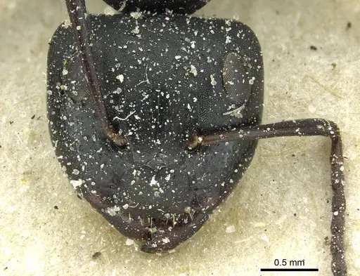 Camponotus amphidus specimen CASENT0911715 image casent0911715_2
