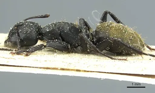 Camponotus amphidus specimen CASENT0911715 image casent0911715_3