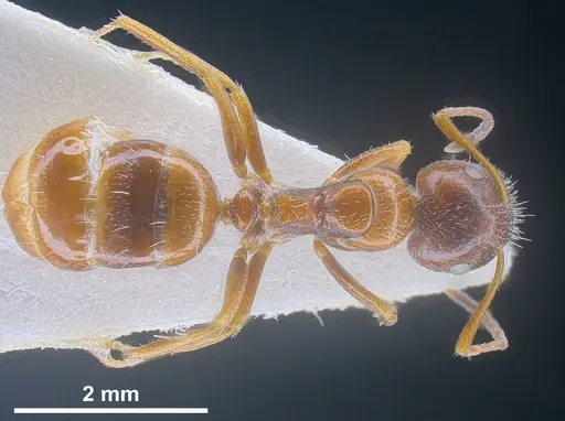 Camponotus anatolicus specimen ANTWEB1041241 image antweb1041241_1