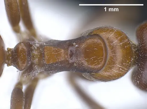 Camponotus anatolicus specimen ANTWEB1041241 image antweb1041241_2
