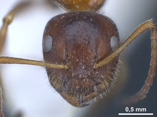 Camponotus anatolicus specimen ANTWEB1041241 image antweb1041241_3