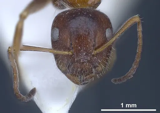 Camponotus anatolicus specimen ANTWEB1041241 image antweb1041241_4