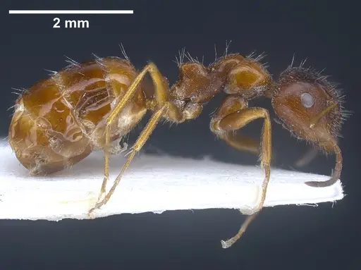 Camponotus anatolicus specimen ANTWEB1041241 image antweb1041241_5