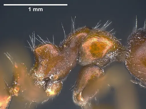 Camponotus anatolicus specimen ANTWEB1041241 image antweb1041241_6