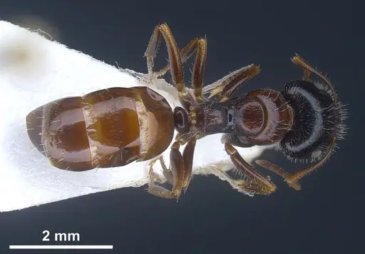 Camponotus anatolicus specimen ANTWEB1041348 image antweb1041348_1
