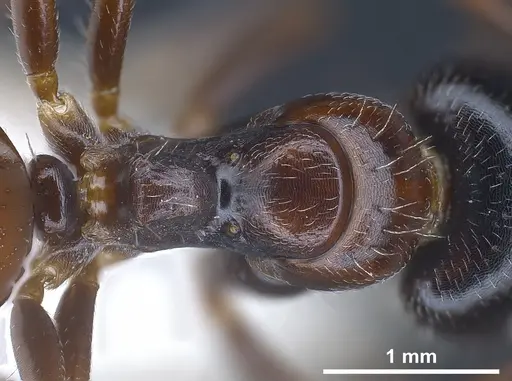 Camponotus anatolicus specimen ANTWEB1041348 image antweb1041348_2