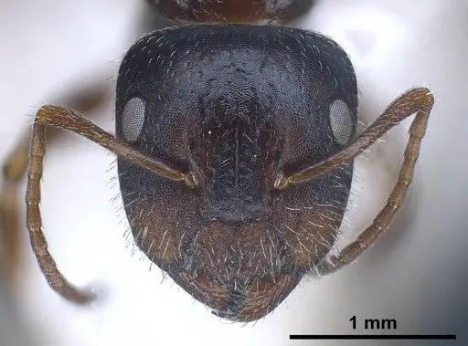 Camponotus anatolicus specimen ANTWEB1041348 image antweb1041348_3