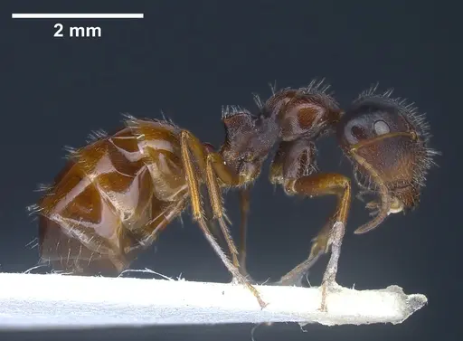 Camponotus anatolicus specimen ANTWEB1041348 image antweb1041348_4