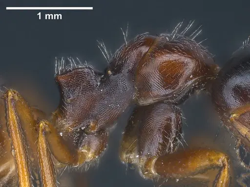 Camponotus anatolicus specimen ANTWEB1041348 image antweb1041348_5