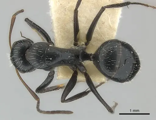 Camponotus andrei specimen CASENT0217605 image casent0217605_1