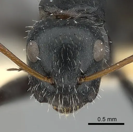 Camponotus andrei specimen CASENT0217605 image casent0217605_2