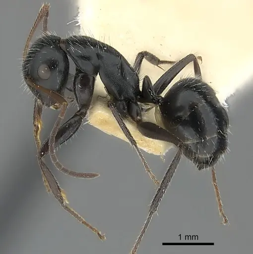 Camponotus andrei specimen CASENT0217605 image casent0217605_3