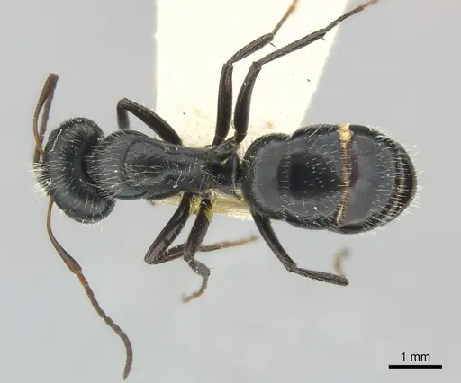 Camponotus andrei specimen CASENT0217606 image casent0217606_1