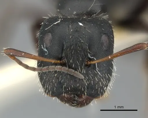 Camponotus andrei specimen CASENT0217606 image casent0217606_2