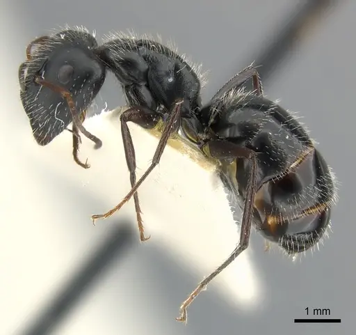 Camponotus andrei specimen CASENT0217606 image casent0217606_3