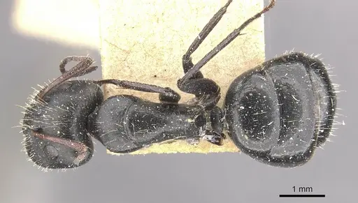 Camponotus andrei specimen CASENT0910633 image casent0910633_1