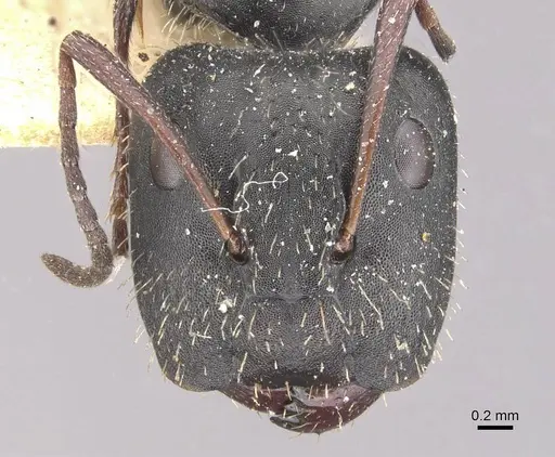 Camponotus andrei specimen CASENT0910633 image casent0910633_2