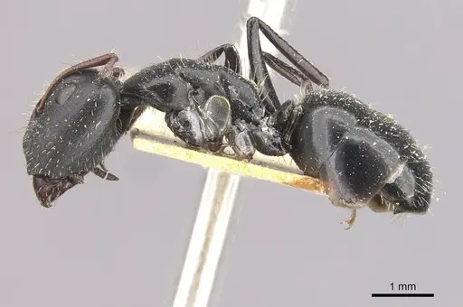 Camponotus andrei specimen CASENT0910633 image casent0910633_3