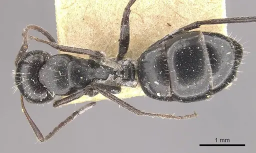 Camponotus andrei specimen CASENT0910634 image casent0910634_1