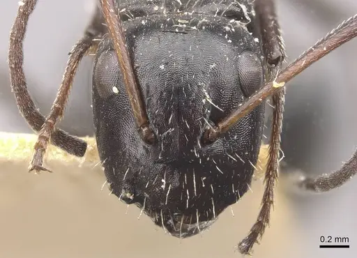 Camponotus andrei specimen CASENT0910634 image casent0910634_2