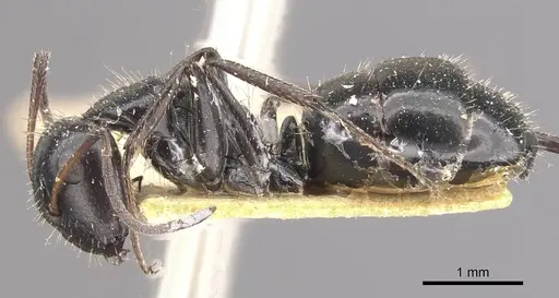 Camponotus andrei specimen CASENT0910634 image casent0910634_3