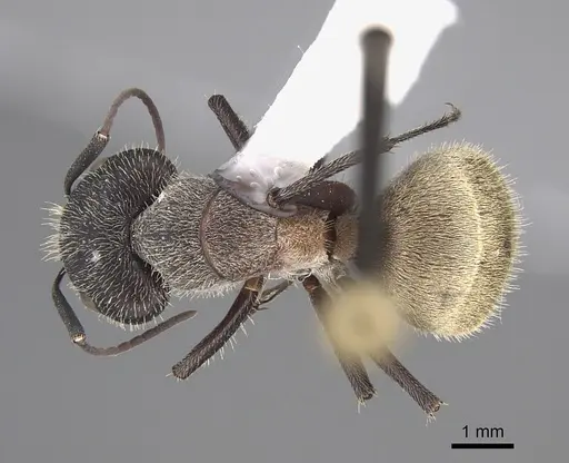 Camponotus andrei specimen CASENT0923514 image casent0923514_1