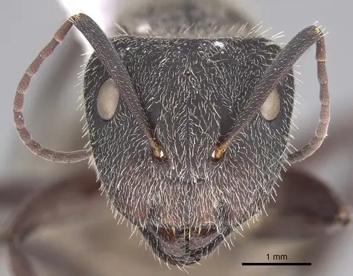 Camponotus andrei specimen CASENT0923514 image casent0923514_2